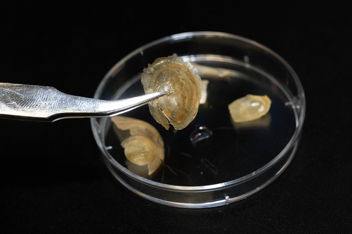 Researchers knew why this animal’s shell can be hard and soft.