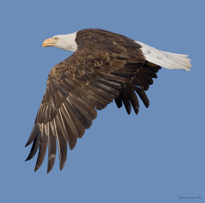 Lockdowns and less travel may have altered the behavior of birds