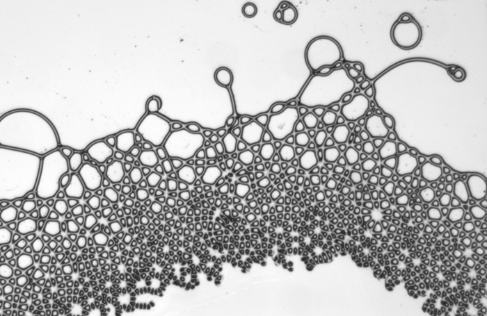 Scientists create square droplets in the lab using electric fields.