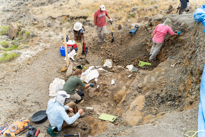 Researchers discover four dinosaurs in Montana.