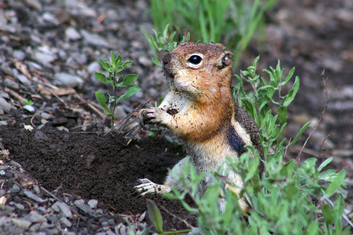 Squirrels place a premium on good personalities.