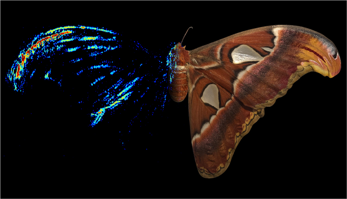 Certain moths can reflect sound to avoid bats.