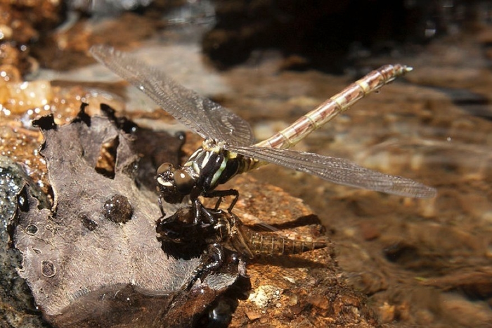 Subtropical aquatic insects are on the devline thanks to human influence.