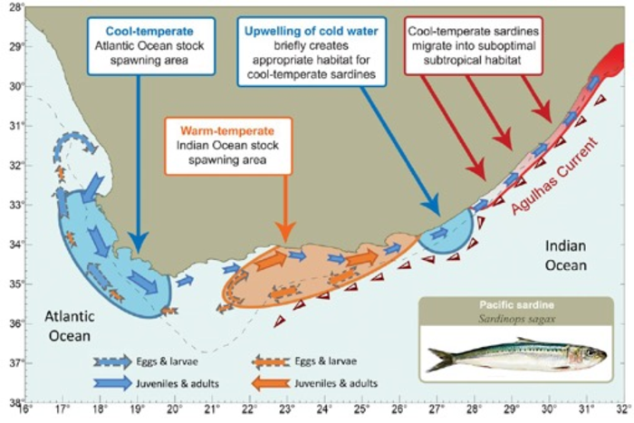 Genetics tells the story of the “Greatest Shoal on Earth”.