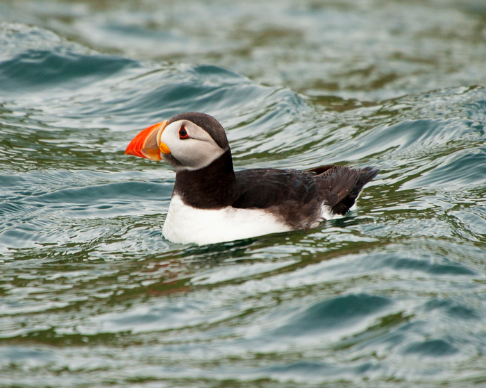 Seasonal cyclones can cause starvation in certain sea birds.