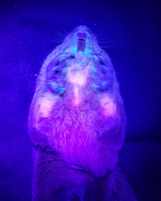 The secret behind a gopher’s glow.