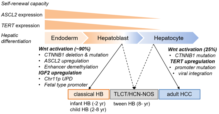 Researchers discover genetic and epigenetic ‘origin story’ of pediatric liver cancer.