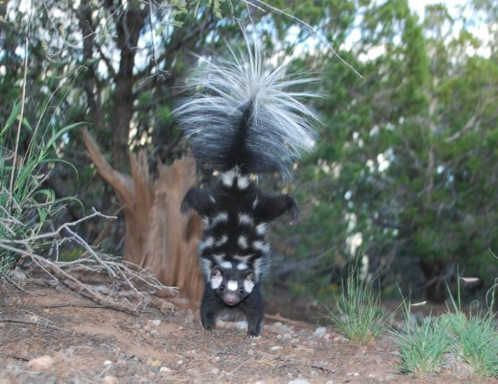 The spotted skunk needs saving. Here’s a proposal.