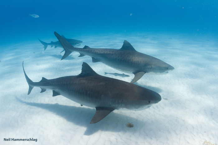 Tiger sharks like each other more than other sharks.