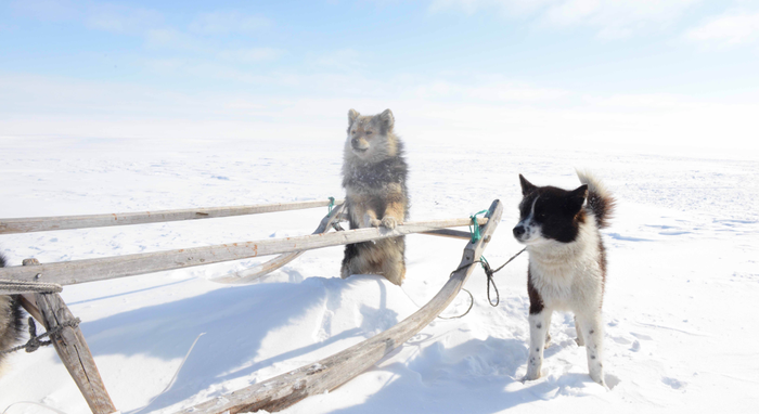 Ancient humans traded dogs for their usefulness