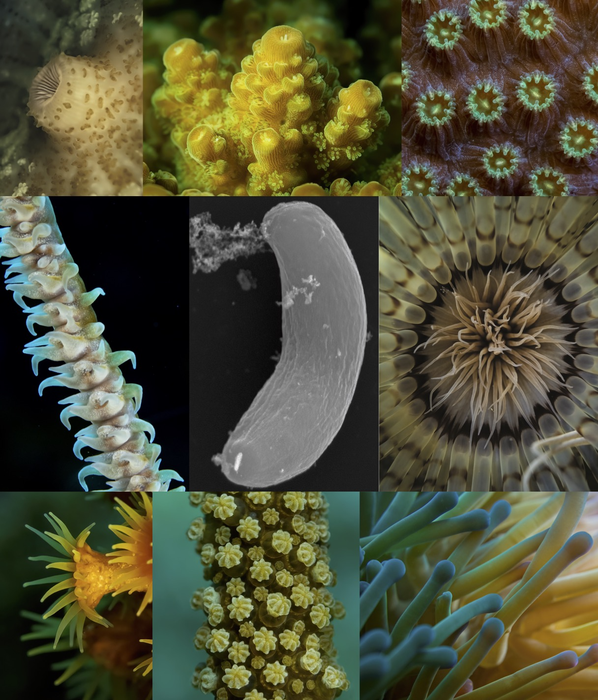Scientists still trying to figure out whether a microbe living inside corals is good or bad.