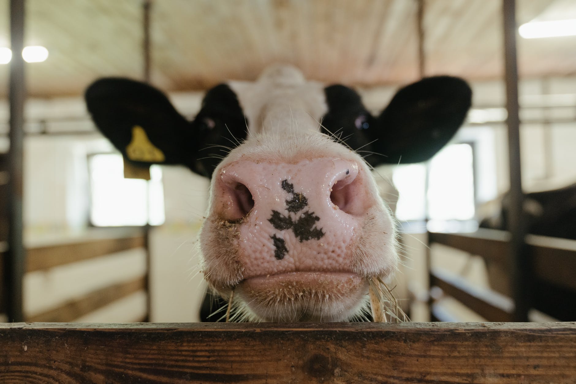DAILY DOSE: Another potential COVID vaccine bites the dust; Scientists potty train cows.