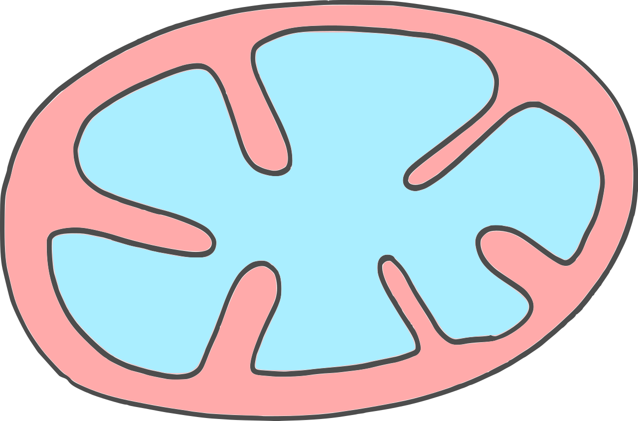 A breakdown in communication — mitochondria of diabetic patients can’t keep time.