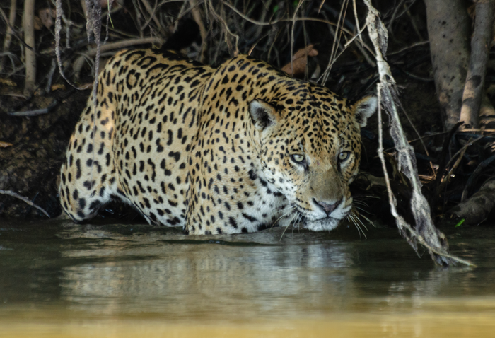 Study yields insights into the ecology of fishing jaguars, including rare social interactions.