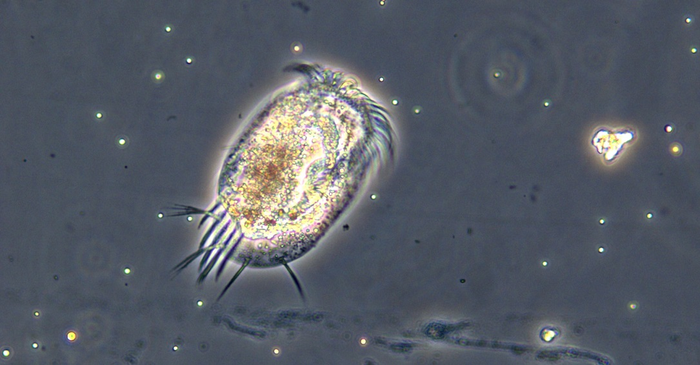 Tiny microscopic hunters could be a crystal ball for climate change.