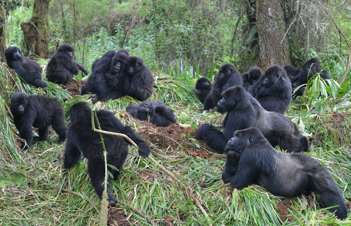Social distancing: Good enough for humans, good enough for gorillas.