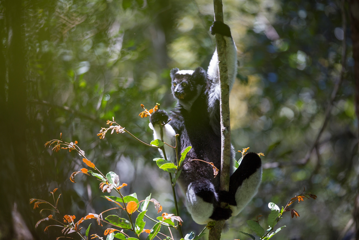 That primate’s got rhythm!