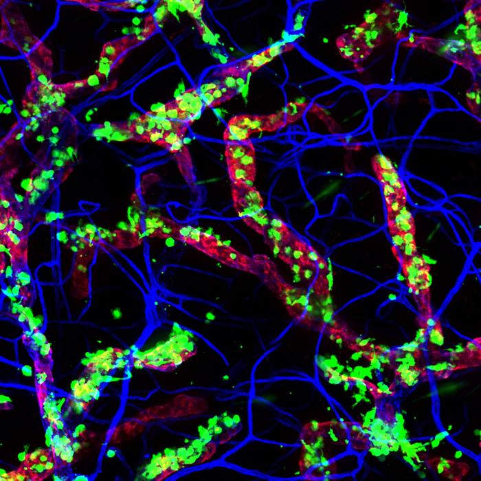 The human immune system is an early riser.