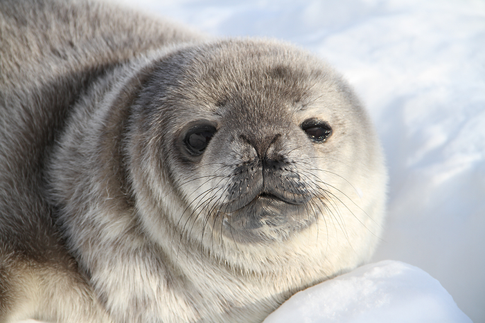 Researchers and citizen scientists complete first-ever Weddell seal count.
