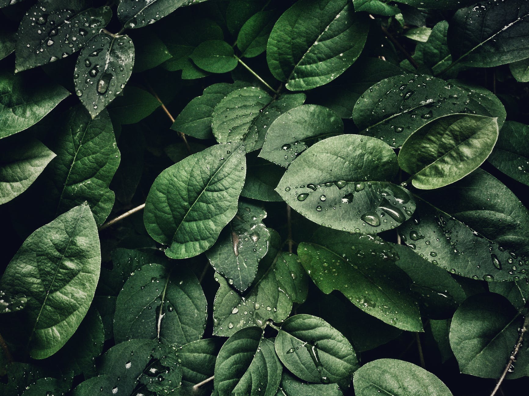 Zeroing in on the origins of Earth’s “single most important evolutionary innovation”