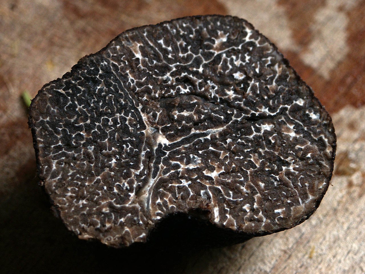 The early bird gets…the truffle? UF researchers show birds hunt for fungi, too.