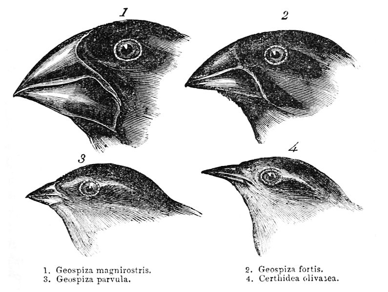 Museum Specimens Resolve the Hawaiian Honeycreeper Family Tree, and Reveal Lost Lineages