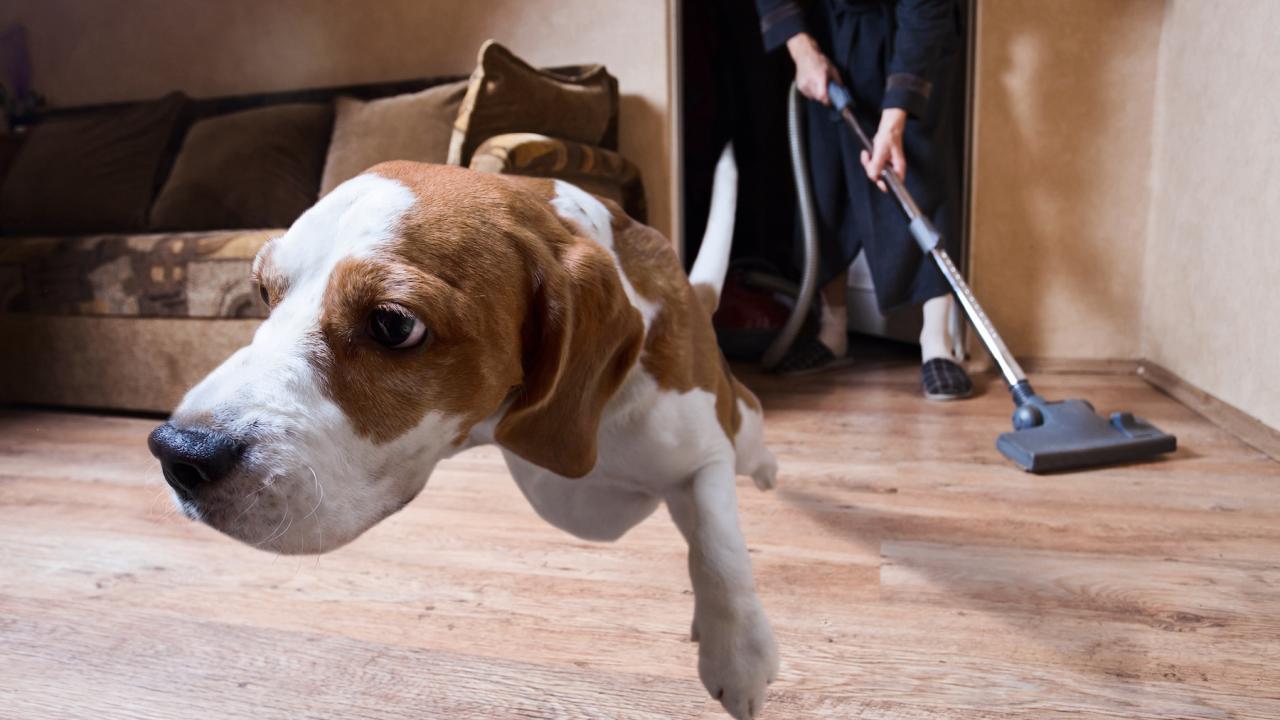 Common household noises may be stressing your dog