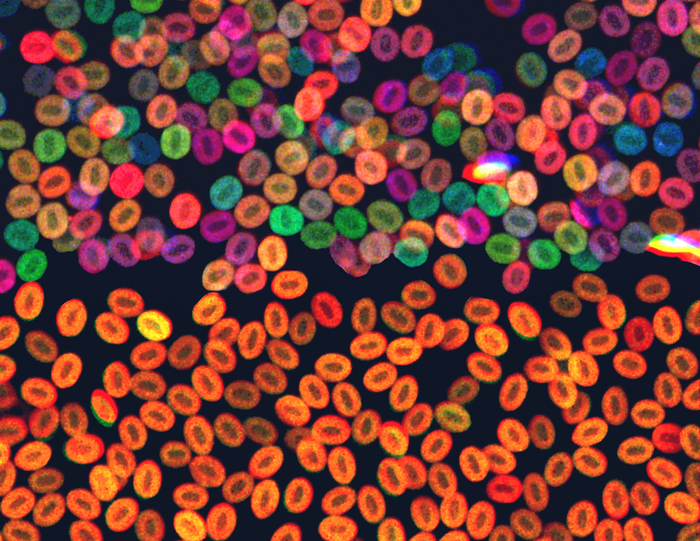 Preventing leukemia by preventing rogue blood cells from taking over.