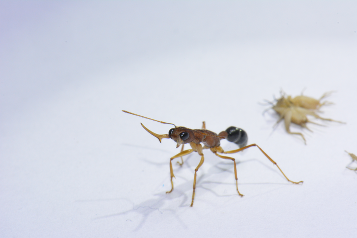 Single molecule controls unusual ants’ switch from worker to queen-like status.