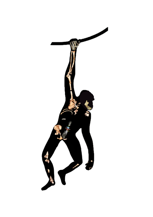 Ancient human relative, Australopithecus sediba, ‘walked like a human, but climbed like an ape’.