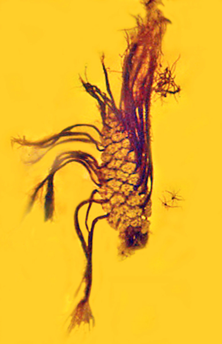 OSU study yields a first in fossil research: Seeds sprouting from an amber-encased pine cone.