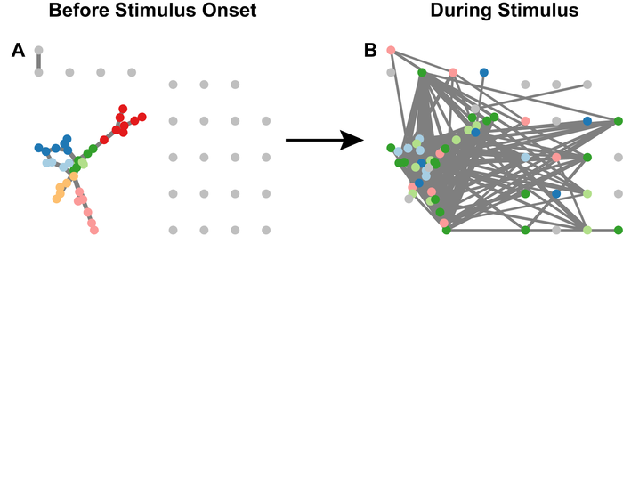 Reading the mind of a worm: Salk scientists use machine learning to predict smells based on brain activity in worms.