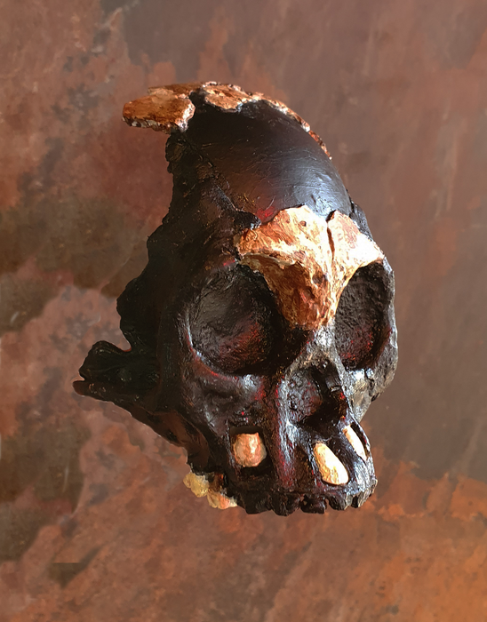 A Child of Darkness: First Partial Skull of Homo naledi Child Discovered.