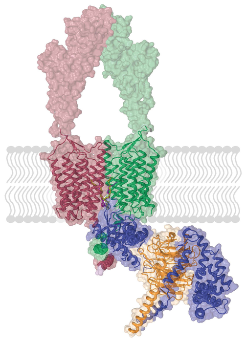 Chronic stress and depression boosts brain receptor.