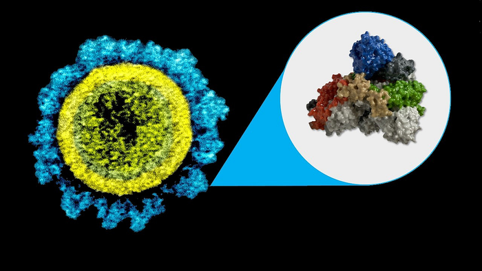 Study shows immune cells against COVID-19 stay high in number six months after vaccination.