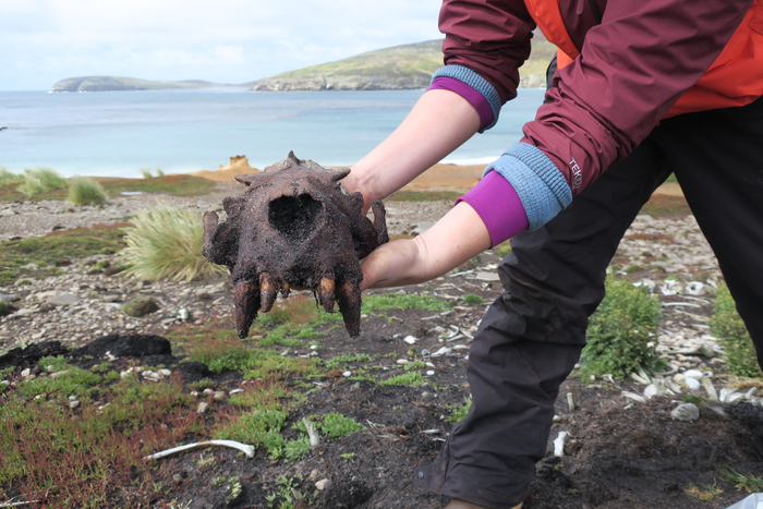 Researchers discover evidence of prehistoric human activity in Falkland Islands.
