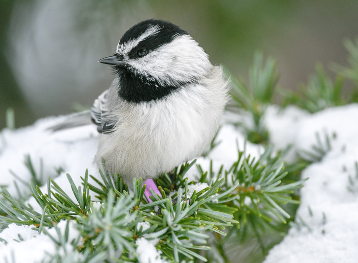 Can’t find your keys? You need a chickadee brain