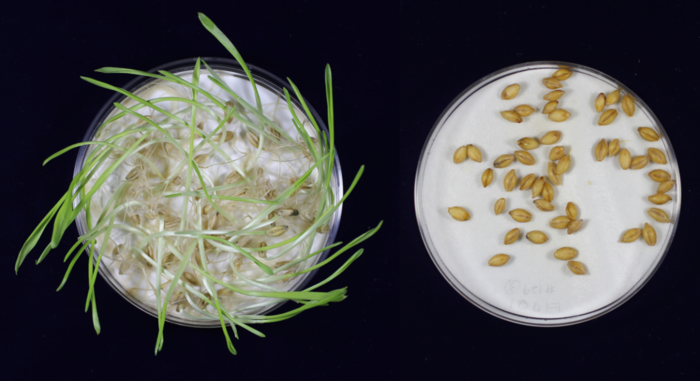 Researchers develop gene-edited barley that could better your beer.
