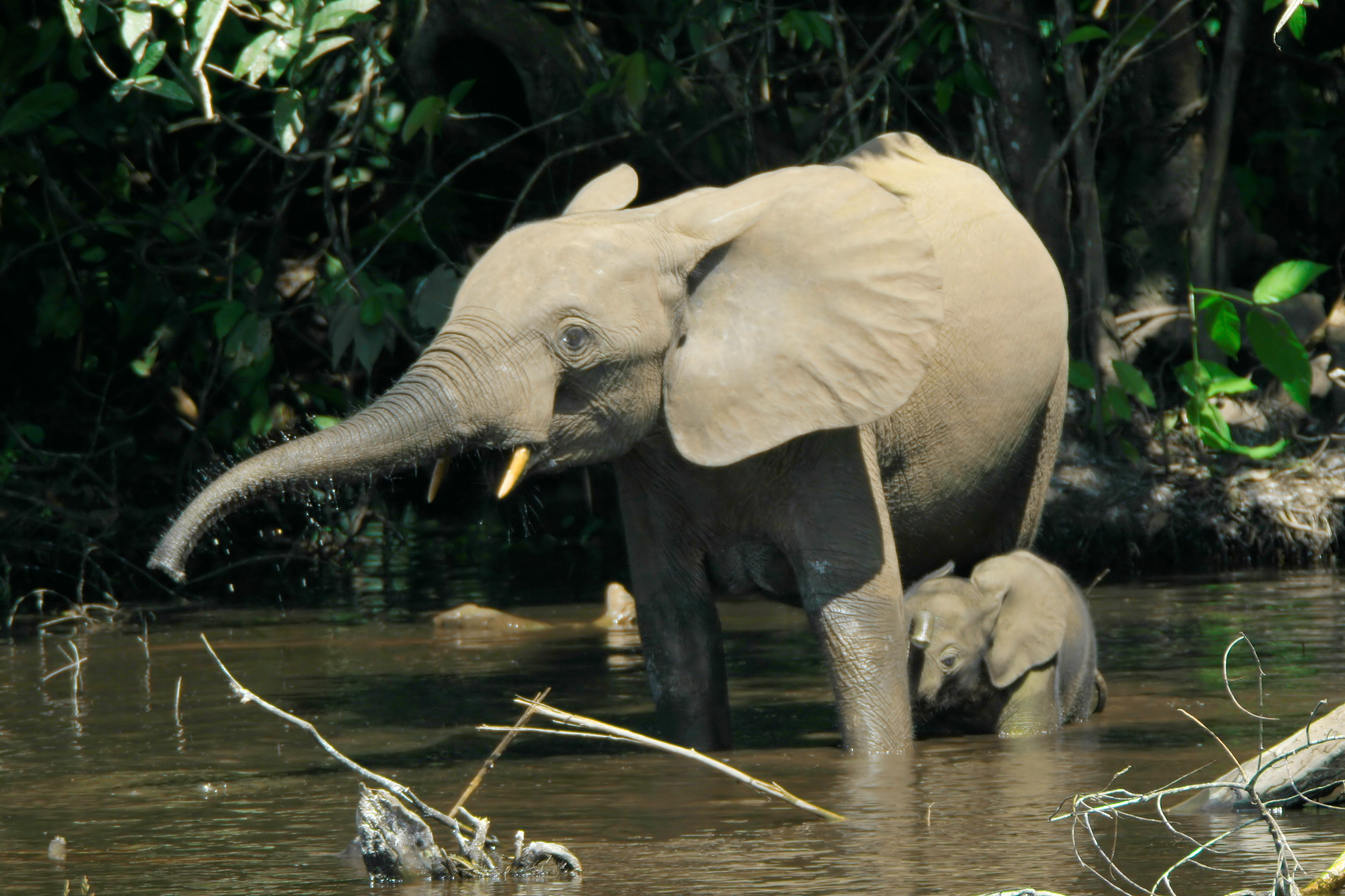 DAILY DOSE: Canada hit by deadly flooding; Good news for African forest elephants and Monarch butterflies.