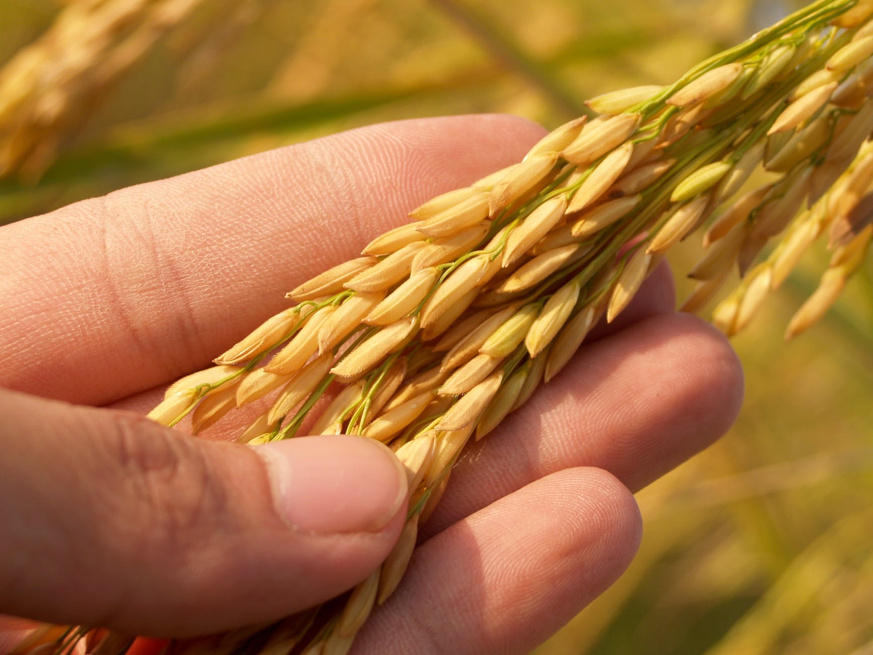 New tech may predict disease resistance by analyzing seeds.