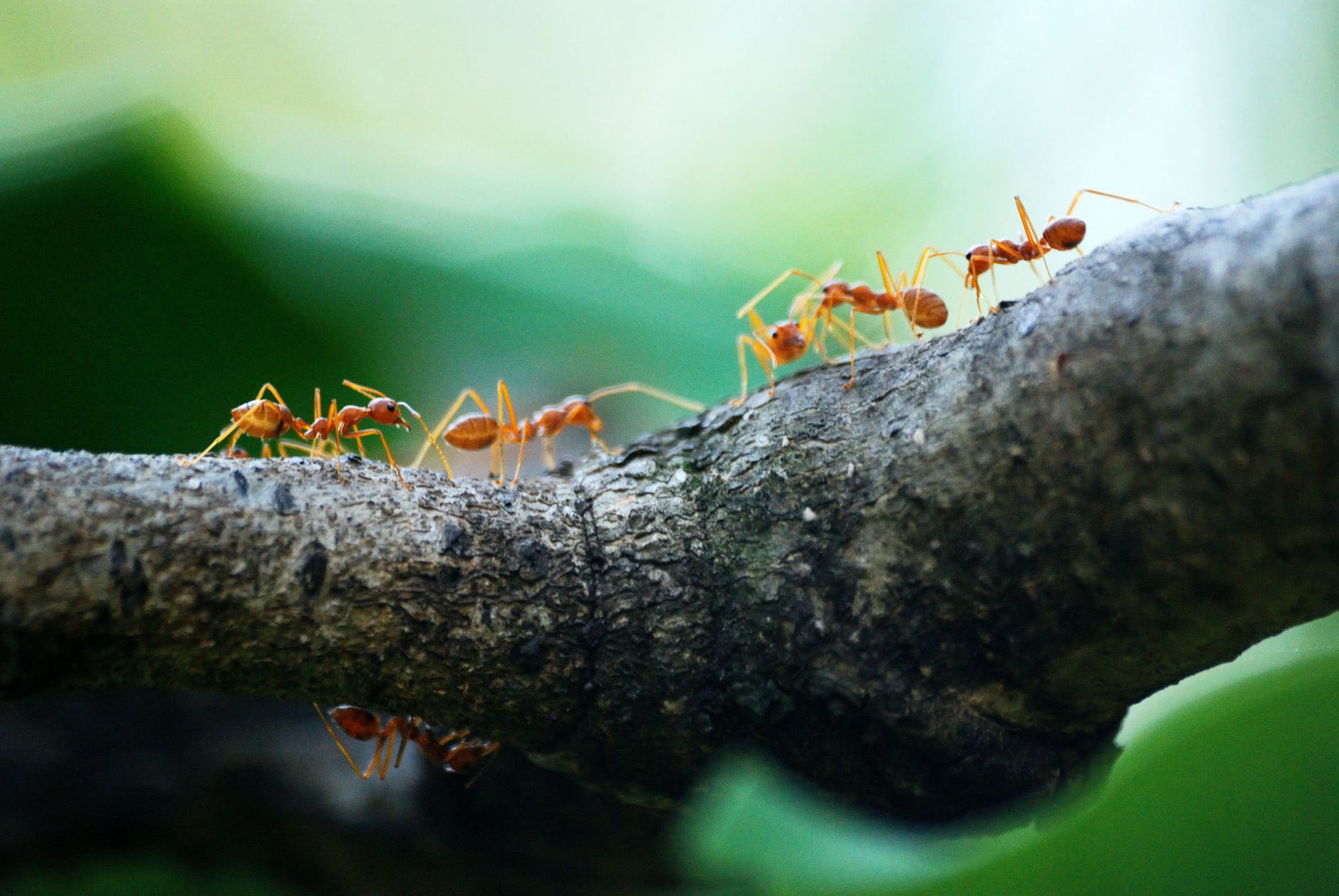 Swapping spit helps ants share metabolic labor.