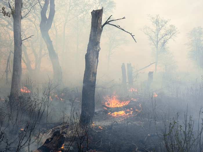 Controlled burning of natural environments could help offset our carbon emissions.