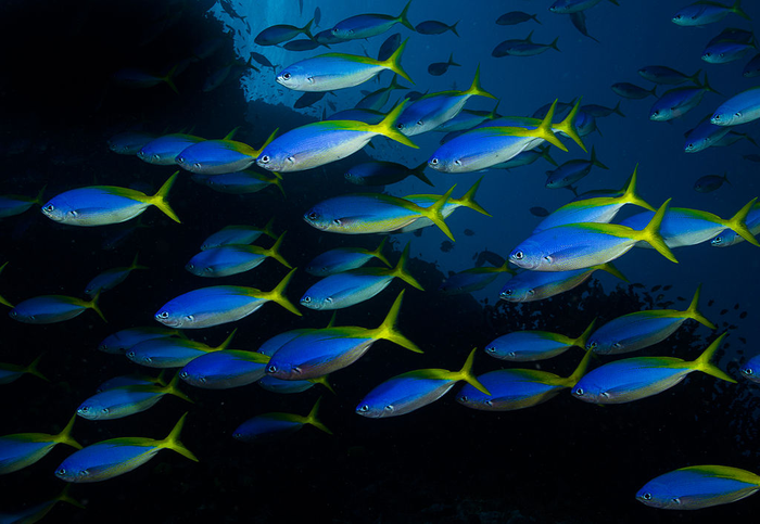 Ocean acidification and warming disrupts fish shoals.