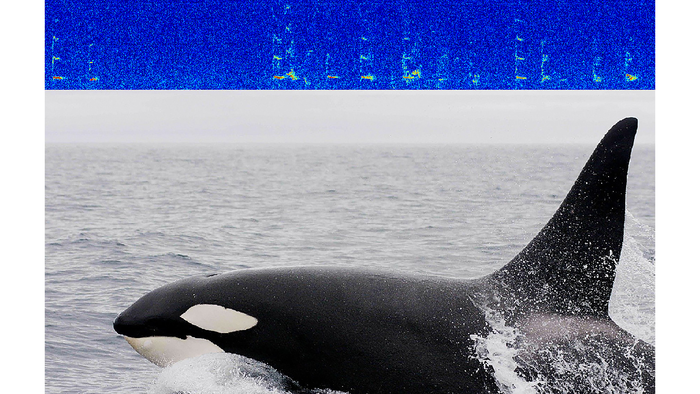 Killer whales lingering in newly melted arctic ocean #ASA181.