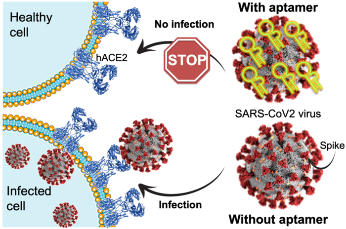 Researchers develop a molecule that blocks SARS-CoV-2 infection.