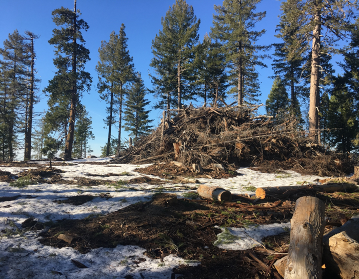 Want to limit carbon and curb wildfire? Create a market for small trees.