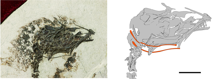 Researchers find fossil of extinct early bird that could stick out its tongue.