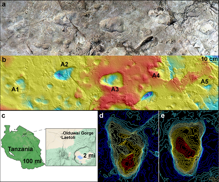 Mystery solved: Footprints from site a at Laetoli, Tanzania, are from early humans, not bears.