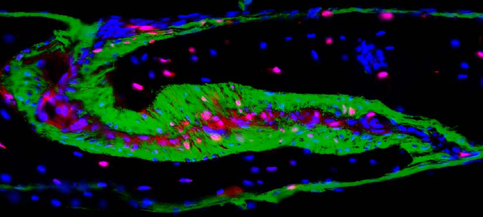 Scientists show how bone-bordering cells may help shape a skull.