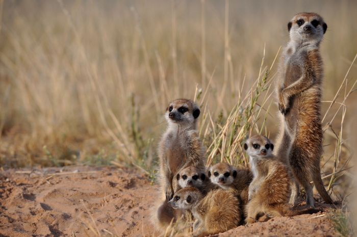 Testosterone drives the dark side of meerkat success.